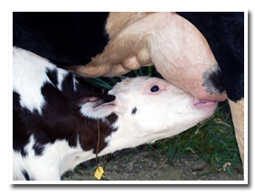 colostrum feeding